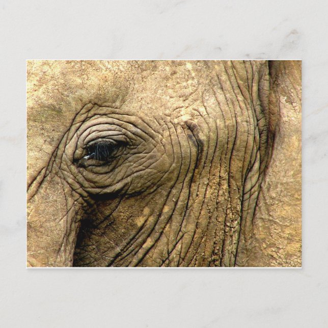 Elephant Eye Postkarte (Vorderseite)