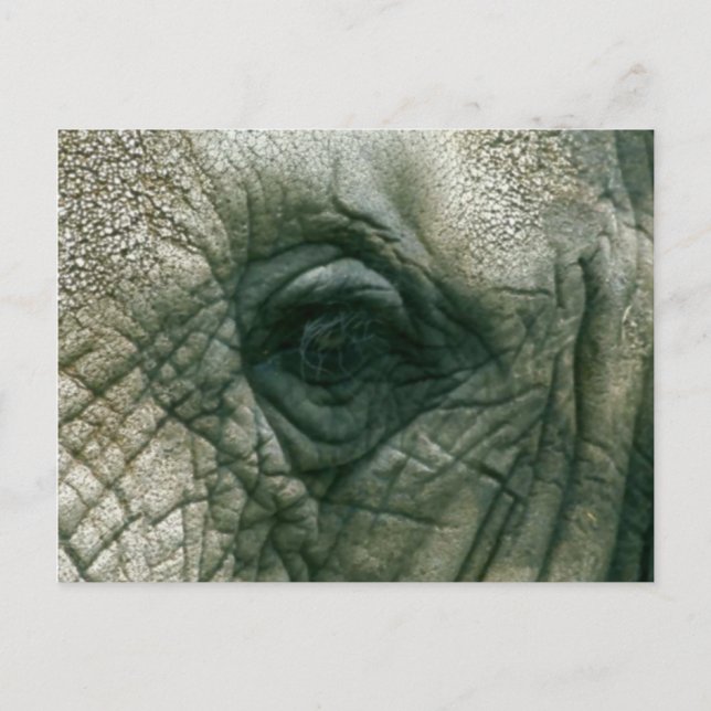 Elephant Eye Postkarte (Vorderseite)