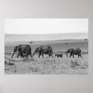 ELEPHANT FAMILIENBLACK & WHITE POSTER