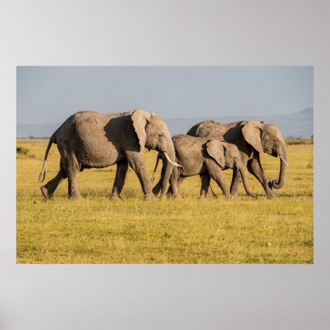Elephant Family Walking Poster (Vorne)