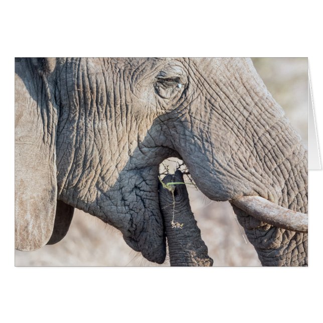 Elephant Feeding (Vorderseite (Horizontal))