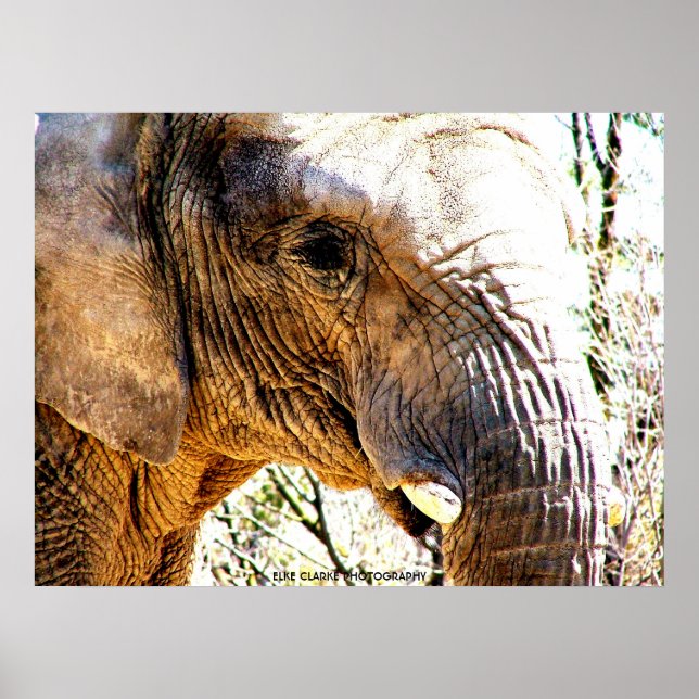 Elephant Foto Poster (Vorne)