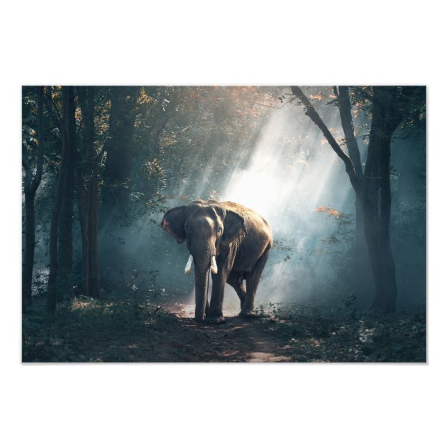 Elephant Foto Print (Vorne)