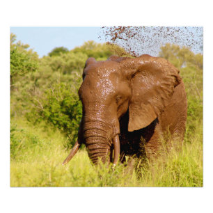 Elephant Fotodruck