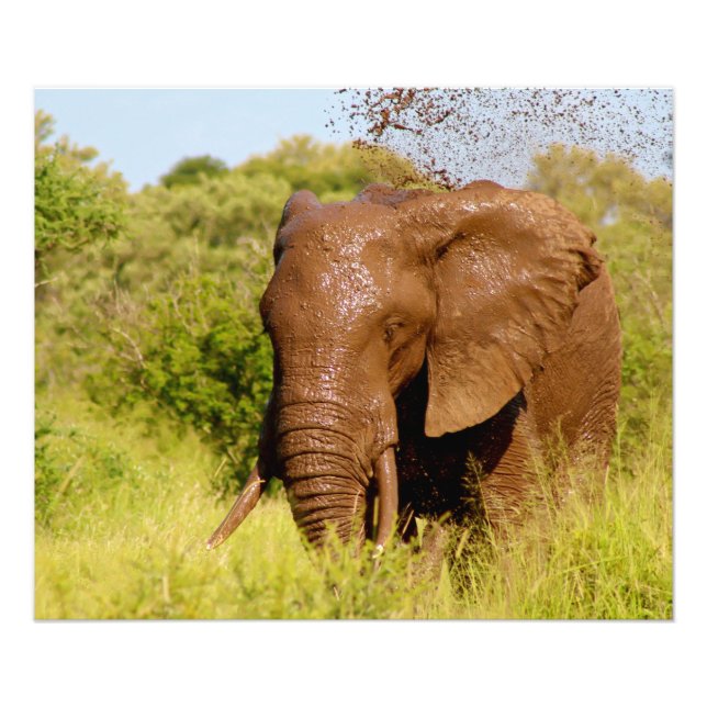 Elephant Fotodruck (Vorne)