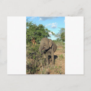 Elephant fütternd Uda Walawe-Nationalpark Postkarte