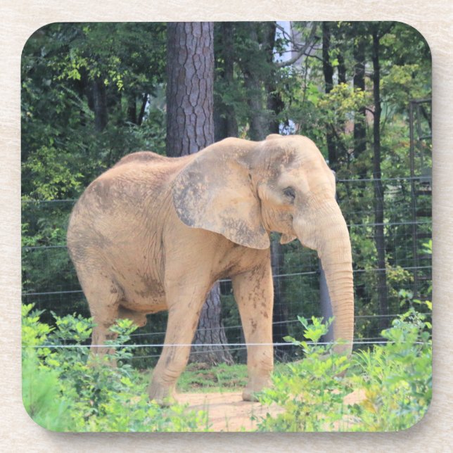 Elephant Getränkeuntersetzer (Vorderseite)
