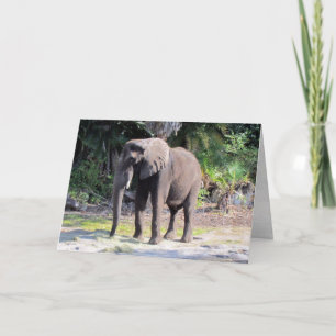 Elephant Grußkarte Karte