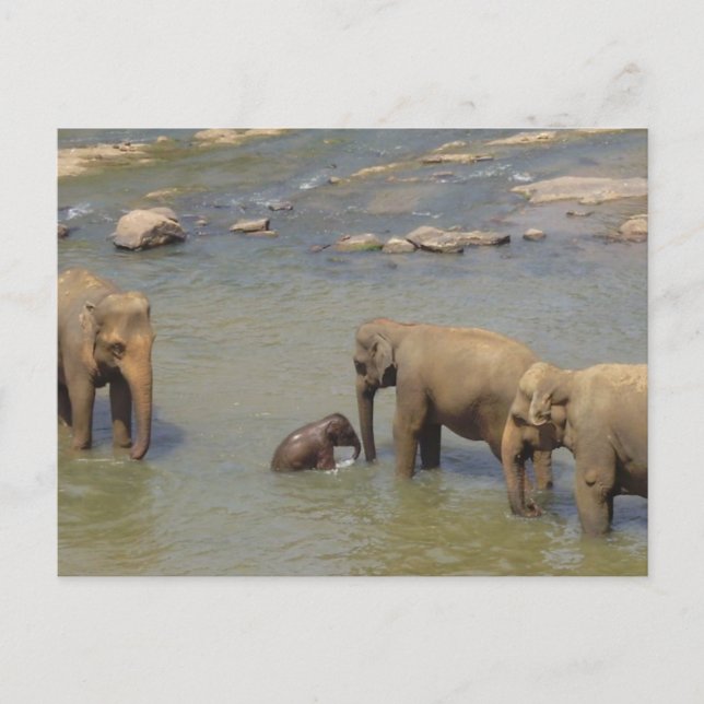 Elephant Herd Postcard Postkarte (Vorderseite)
