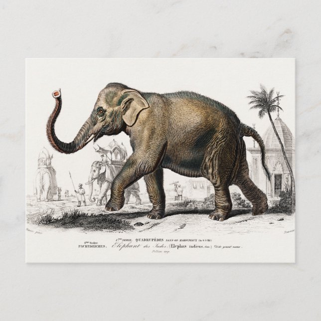 Elephant Illustration Vintag Art Print Postkarte (Vorderseite)