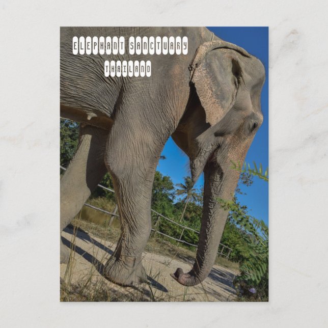 Elephant Jungle Sanctuary Postkarte (Vorderseite)