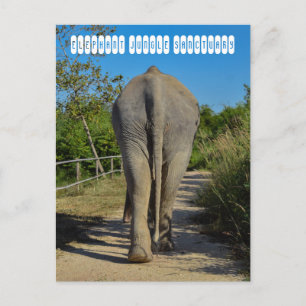 Elephant Jungle Sanctuary Postkarte