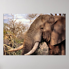 Elephant Lovers Art Poster