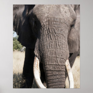 Elephant (Loxodonta africana), Abu Camp 3 Poster