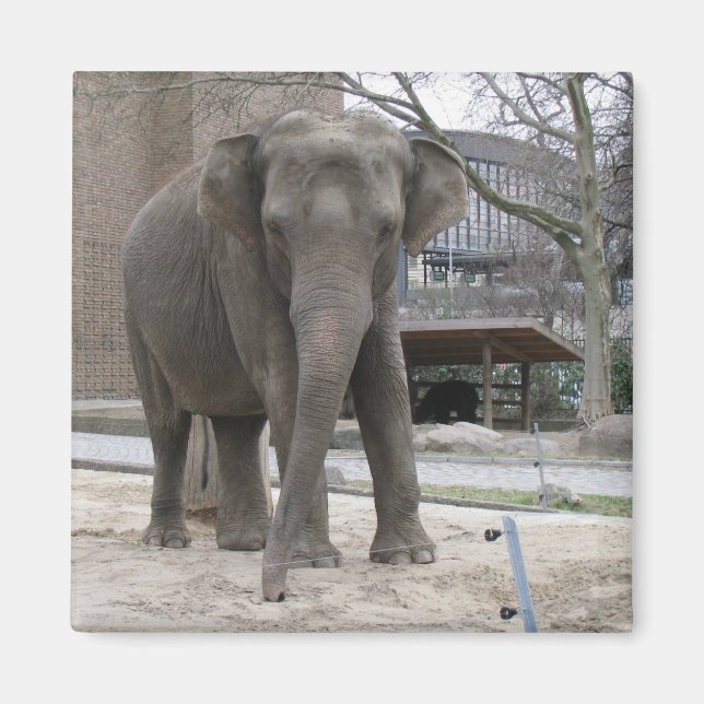 ELEPHANT-Magnet Magnet (Vorne)