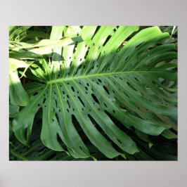 Elephant Ohr Tropical Pflanze Poster