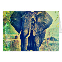 Elephant Palms