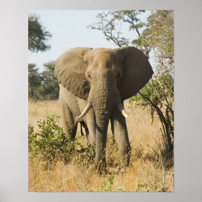 Elephant Portrait Poster (Vorne)