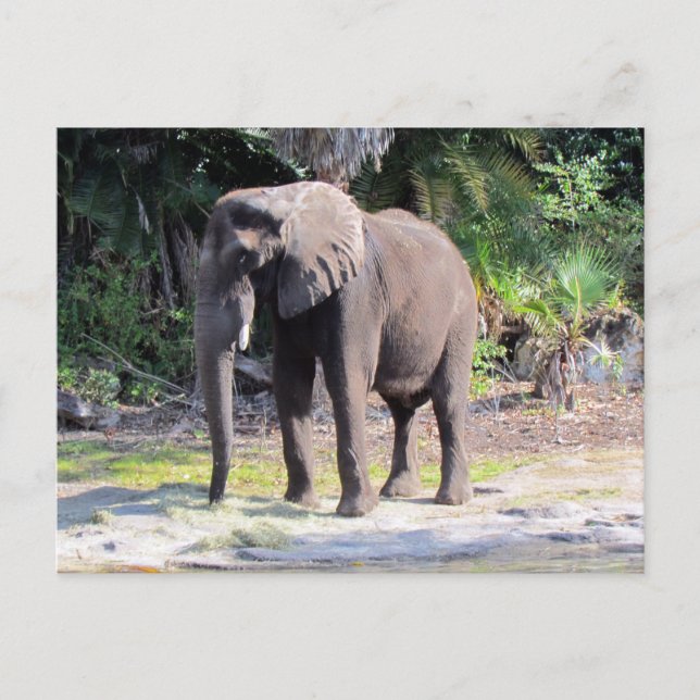 Elephant Postcard Postkarte (Vorderseite)