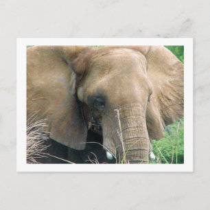 Elephant Postcard Postkarte