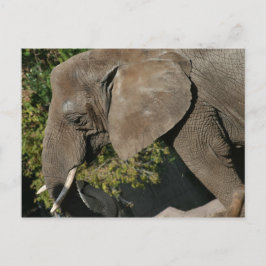 Elephant Postcard Postkarte