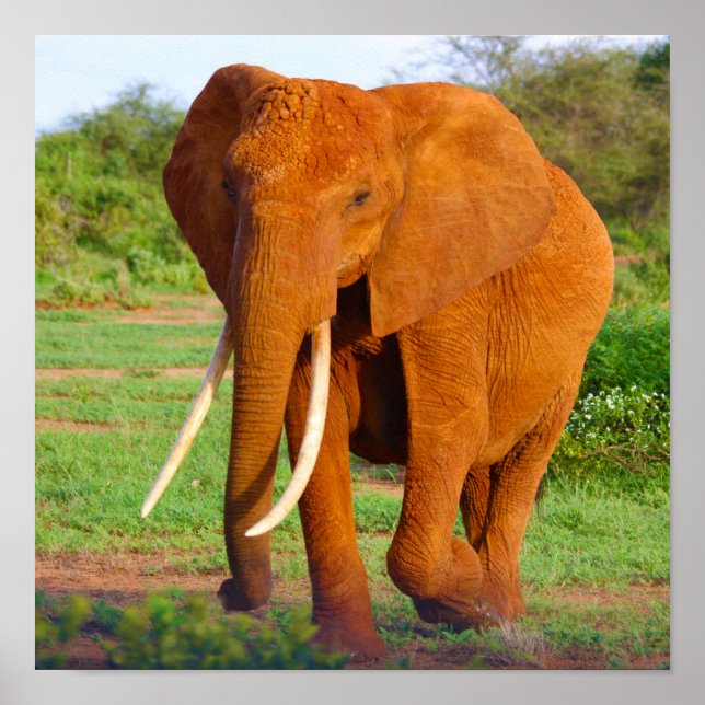 Elephant Poster (Vorne)