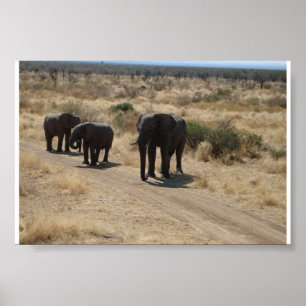 Elephant Poster