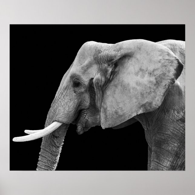 Elephant - Poster (Vorne)