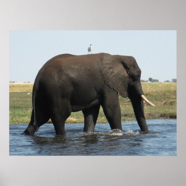 Elephant Poster (Vorne)