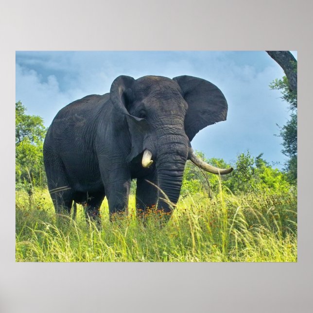 Elephant Posters Poster (Vorne)