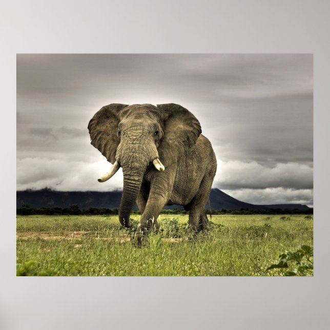 Elephant Posters Poster (Vorne)