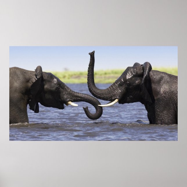 Elephant Posters Poster (Vorne)