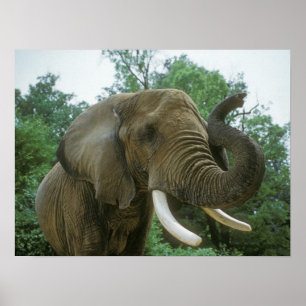 Elephant Posters Poster