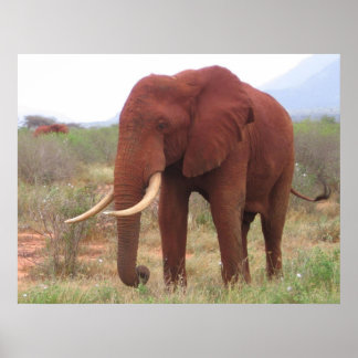 Elephant Posters Poster