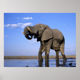Elephant Posters Poster
