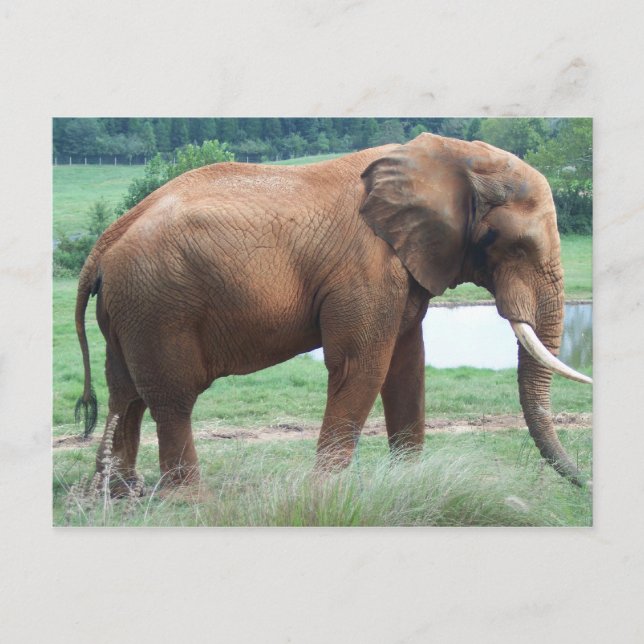 Elephant Postkarte (Vorderseite)