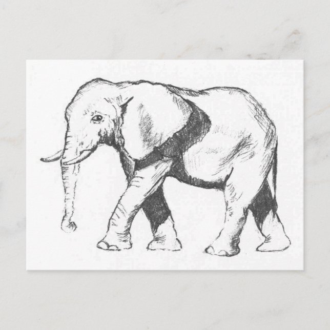 Elephant Postkarte (Vorderseite)