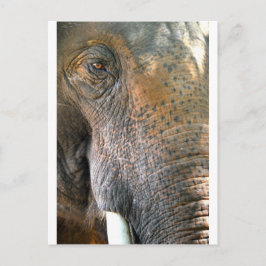 Elephant Postkarte