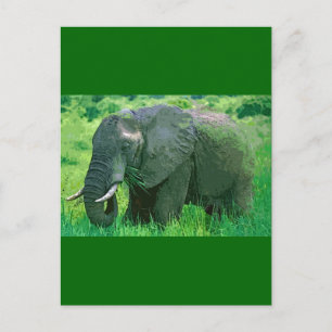 Elephant Postkarte