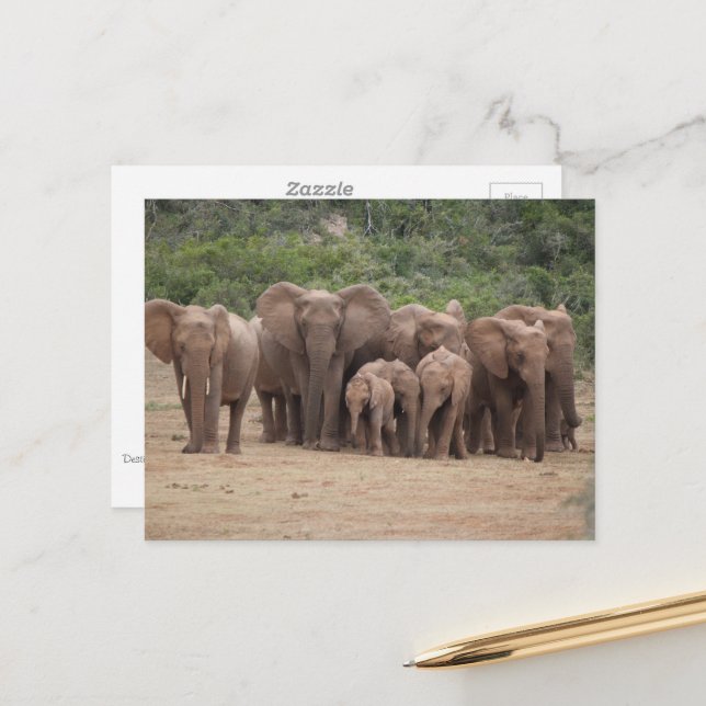 Elephant Postkarte (Vorderseite/Rückseite Beispiel)