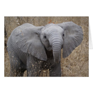 Eléphant pour bébé sud-africain