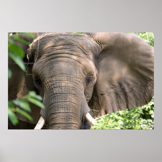 Elephant Print Poster (Vorne)