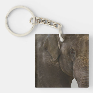 Eléphant proche