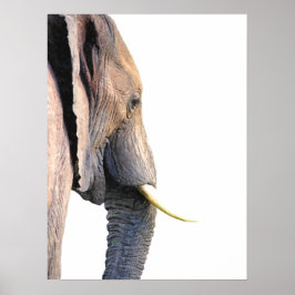 Elephant Profile Dschungeltierportrait Poster