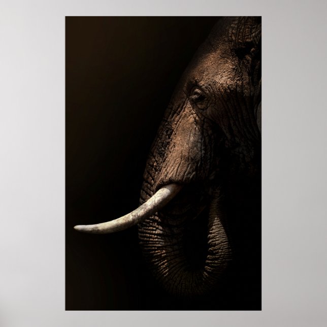 Elephant Profile Poster (Vorne)