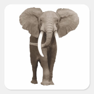 Elephant Quadratischer Aufkleber