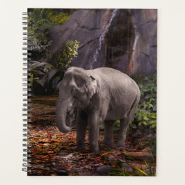 ELEPHANT RAIN FOREST PLANER