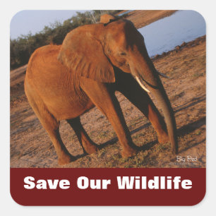 Elephant Sauvez nos Stickers Faune