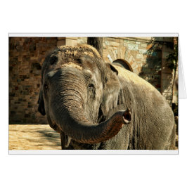Éléphant se dirigeant en avant avec le tronc