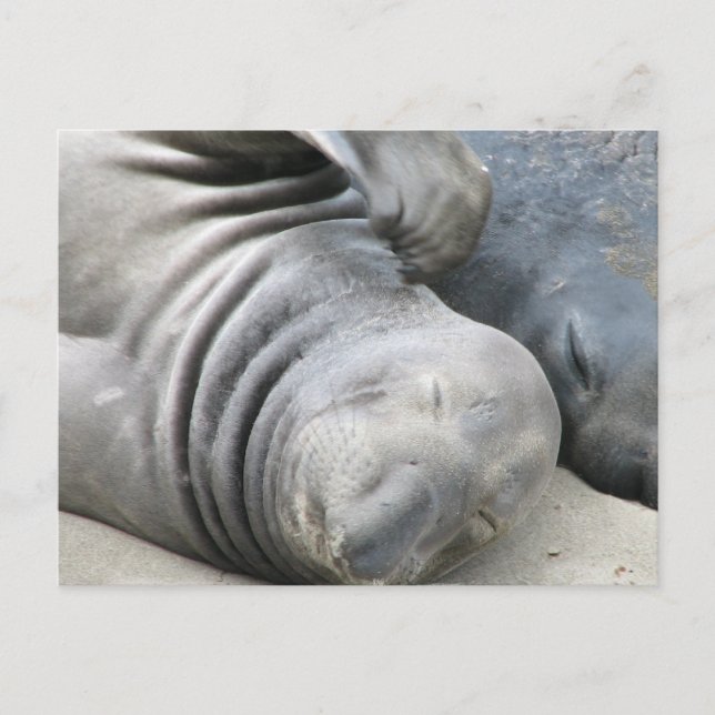Elephant Siegel Postcard Postkarte (Vorderseite)